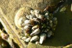 PICTURES/Cabrillo National Monument/t_Barnacles6.JPG